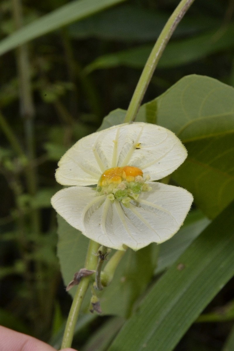 Dalechampia ilheotica photo 3