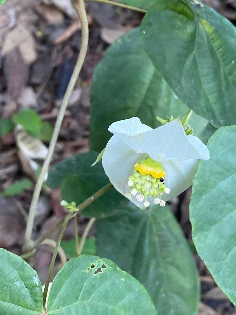 Dalechampia ilheotica photo 4