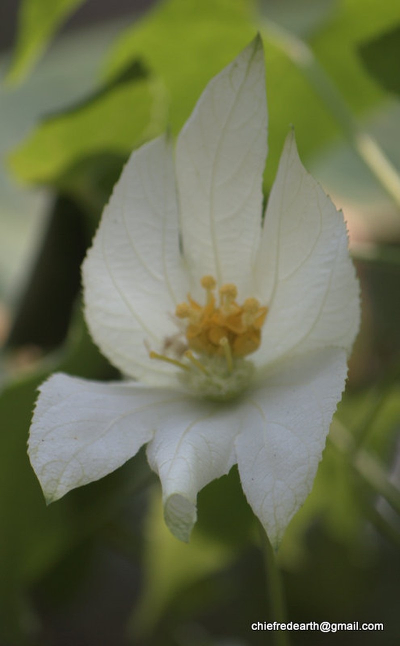Dalechampia indica