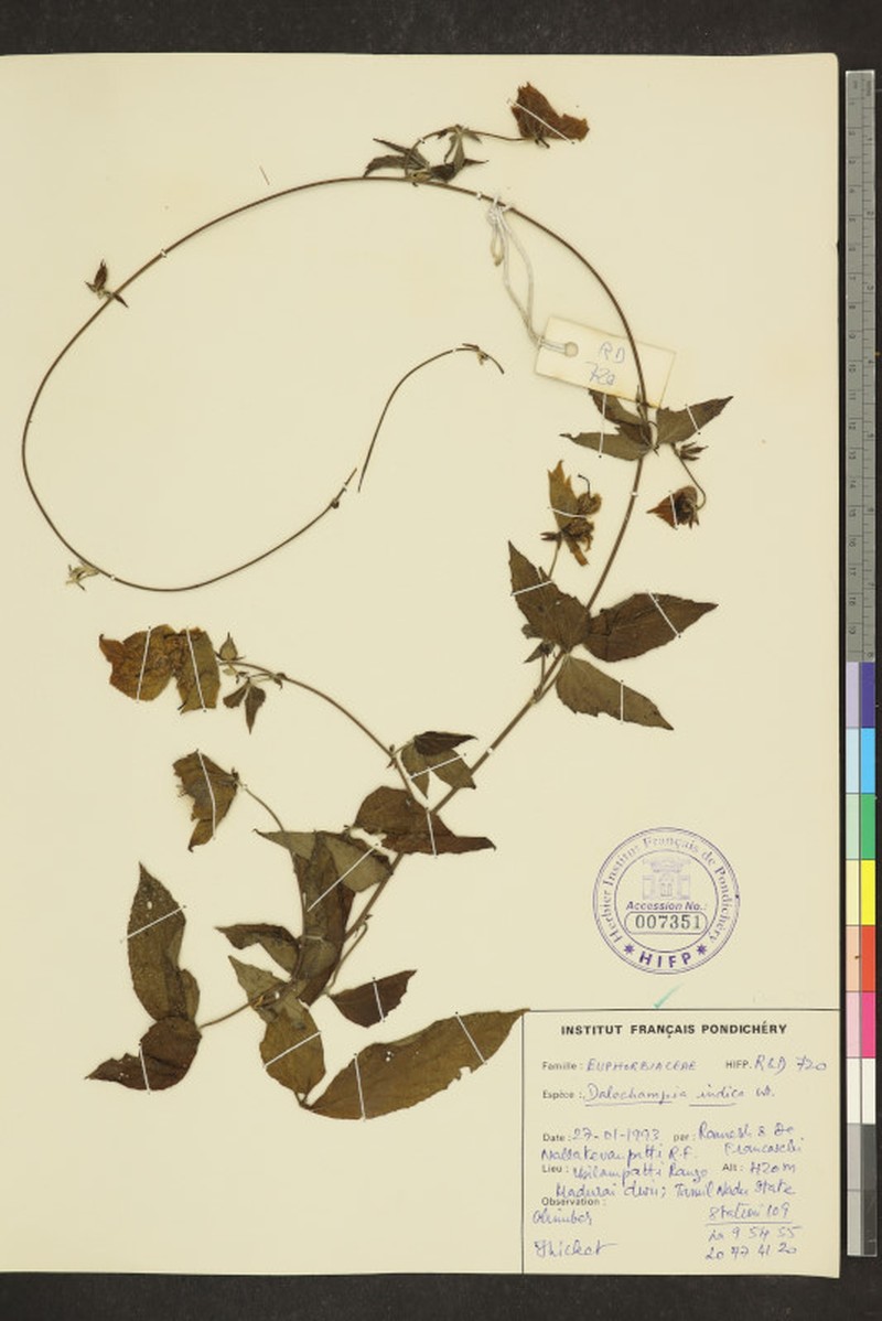Dalechampia indica photo 2