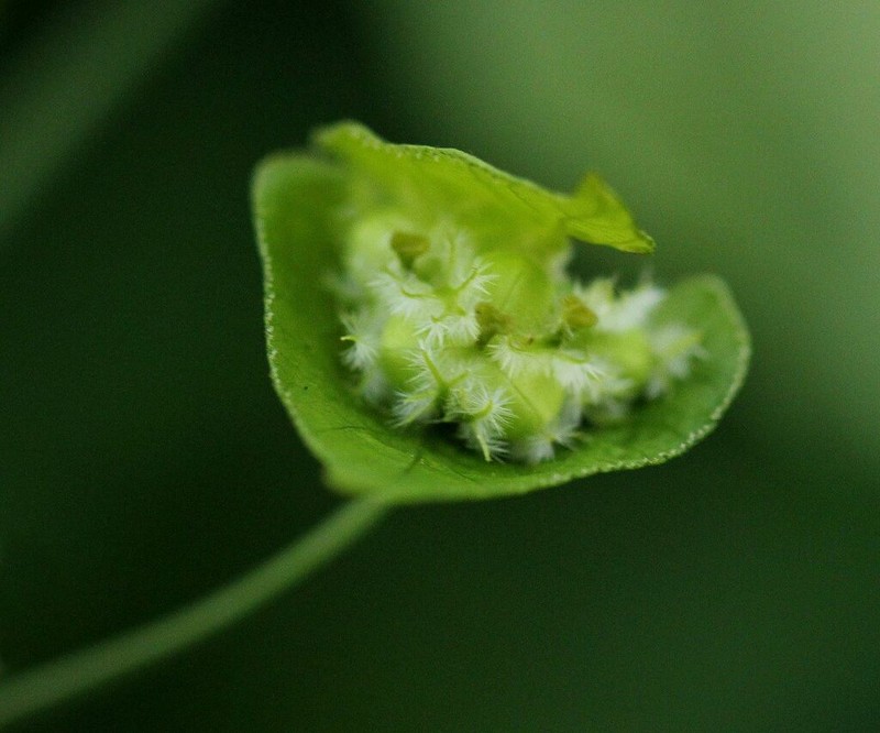 Dalechampia ipomoeifolia photo 2
