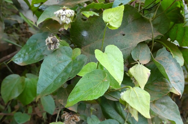 Dalechampia ipomoeifolia photo 3