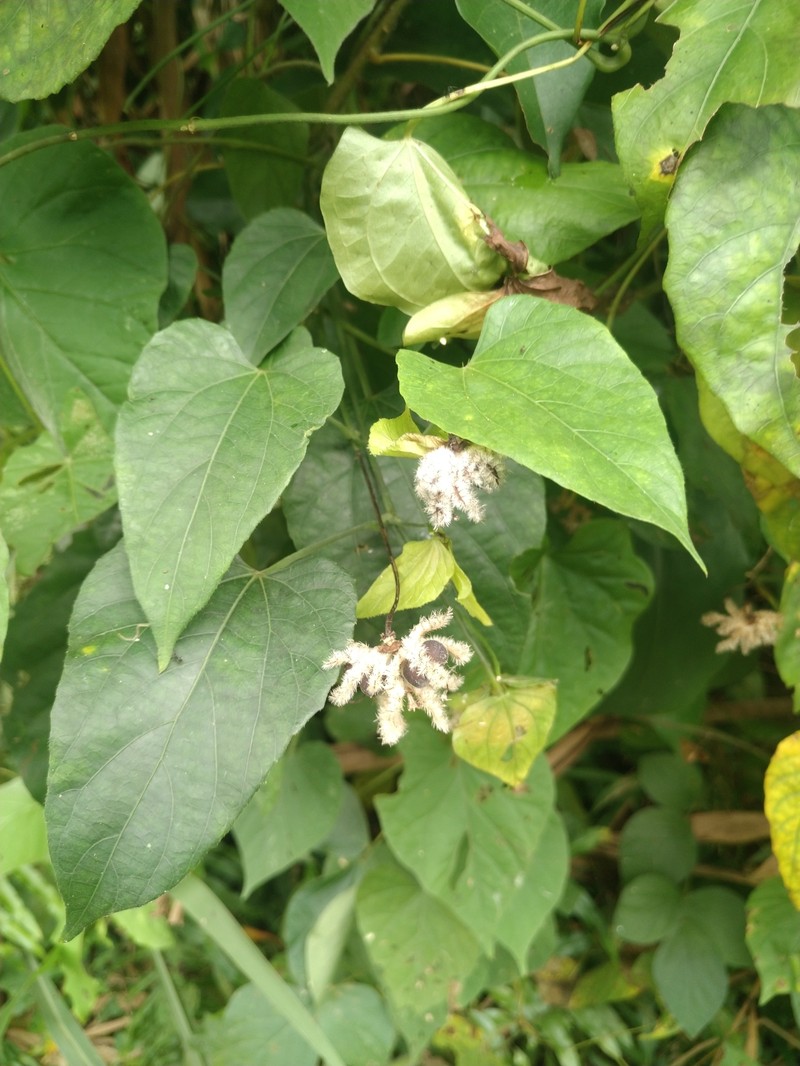 Dalechampia ipomoeifolia photo 4