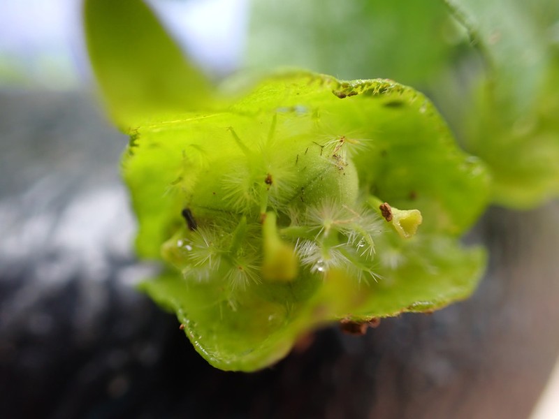 Dalechampia ipomoeifolia photo 5