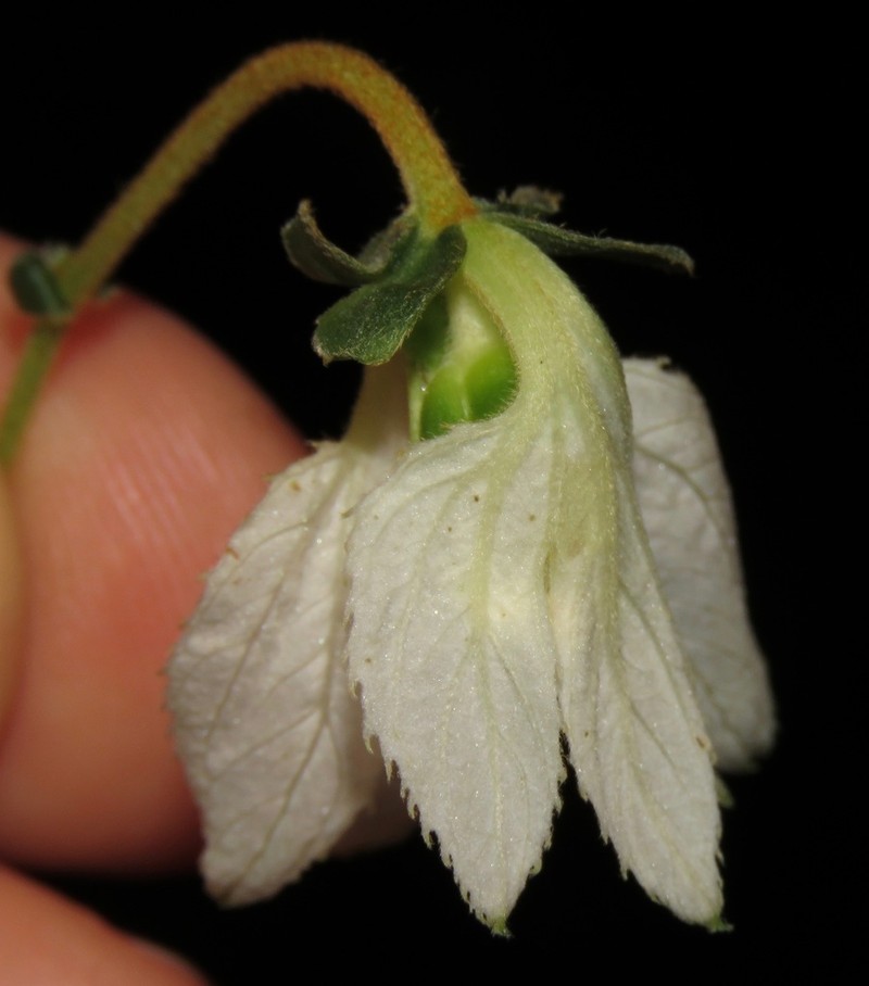 Dalechampia juruana