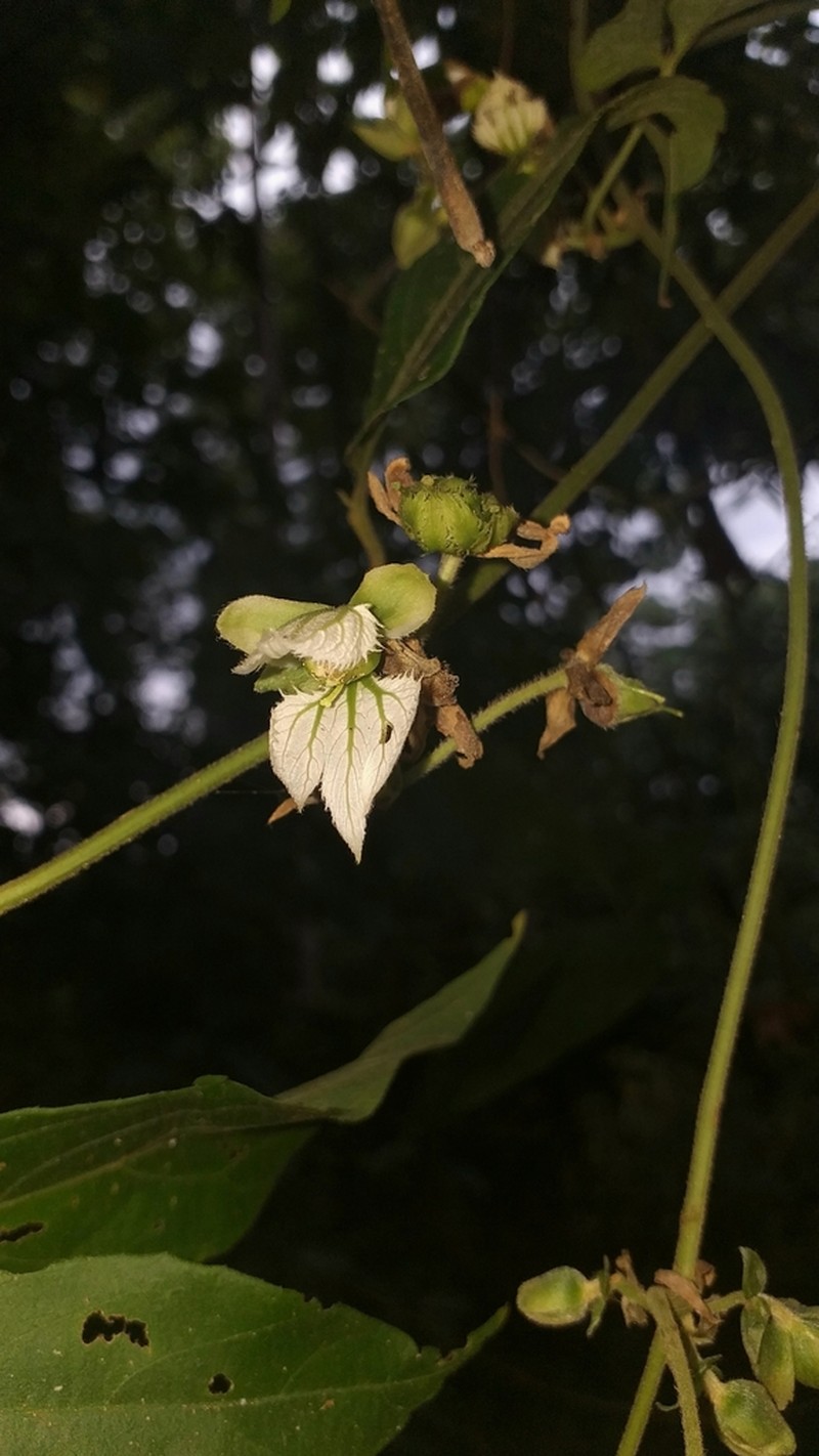 Dalechampia juruana photo 2