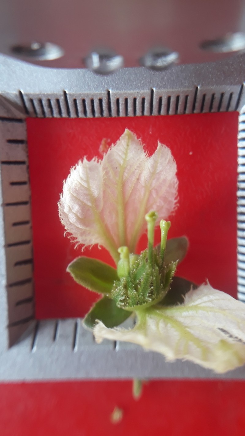 Dalechampia juruana photo 3