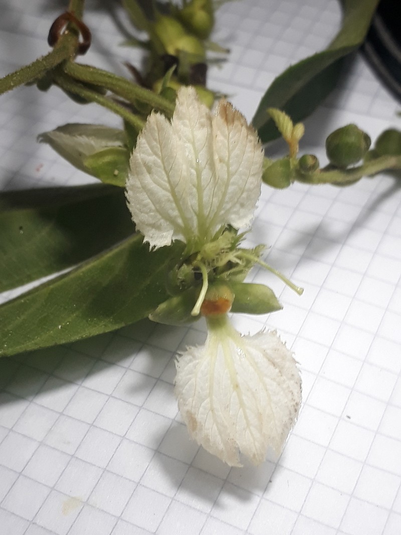 Dalechampia juruana photo 4