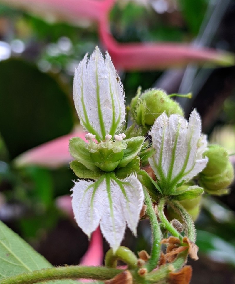 Dalechampia juruana photo 5