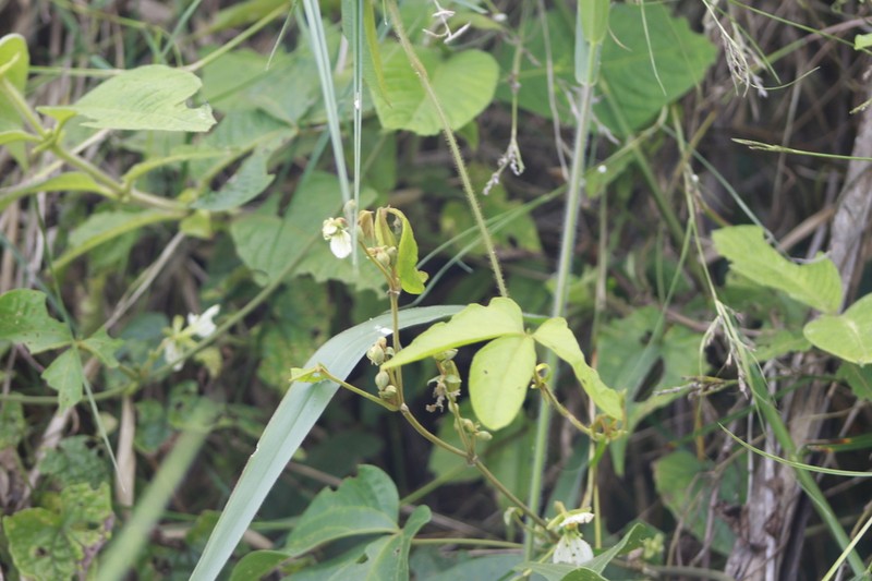 Dalechampia juruana photo 6