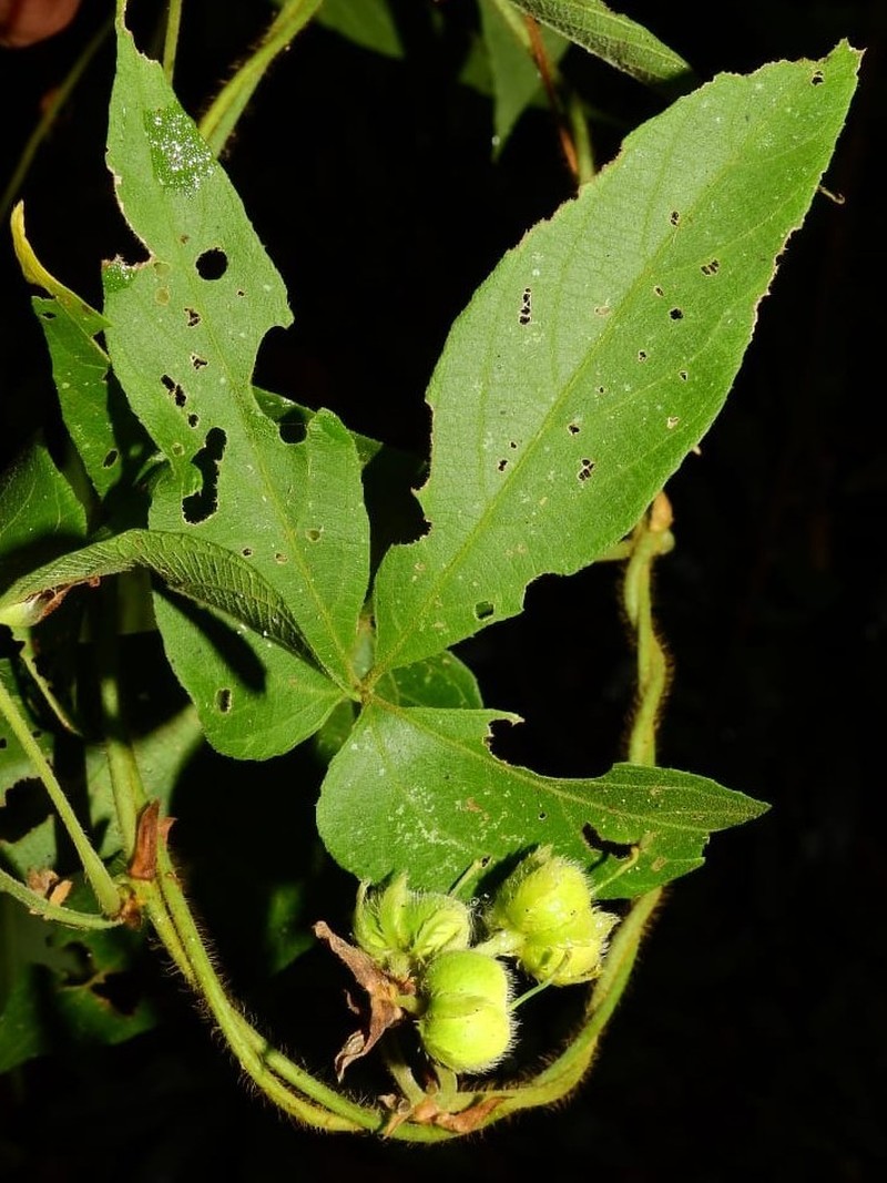 Dalechampia juruana photo 7