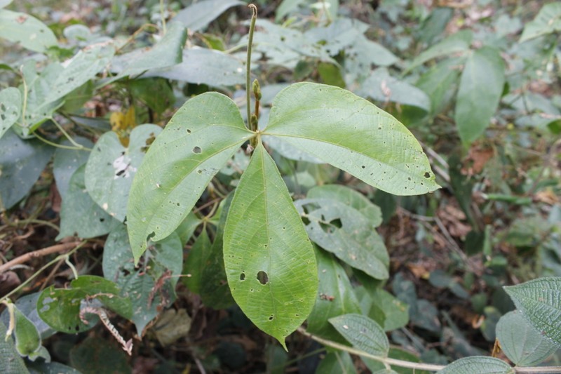 Dalechampia juruana photo 8
