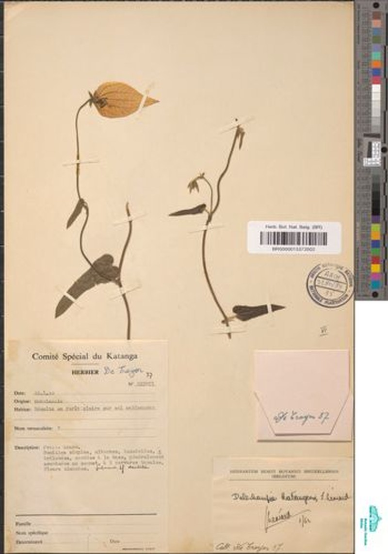 Dalechampia katangensis