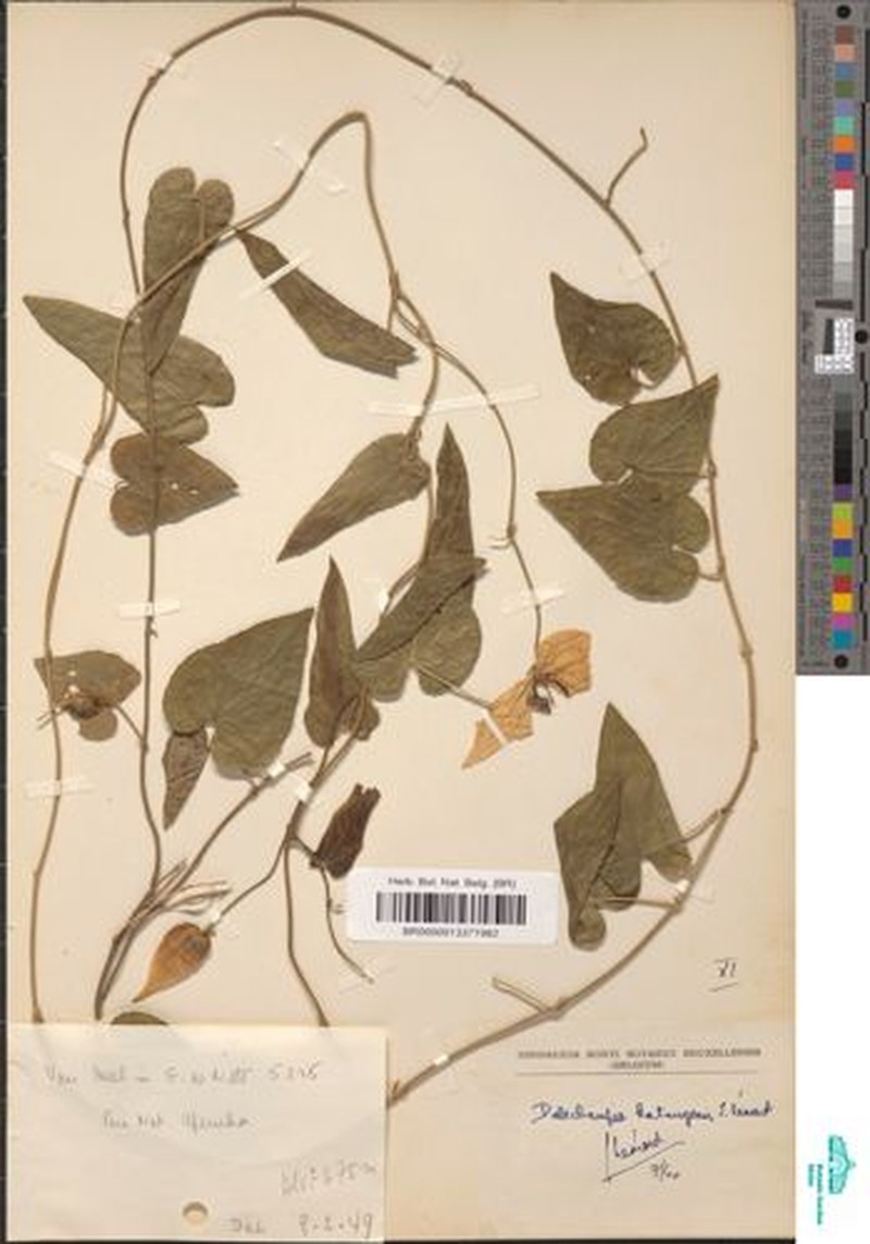 Dalechampia katangensis photo 3