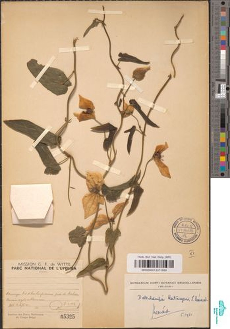 Dalechampia katangensis photo 4