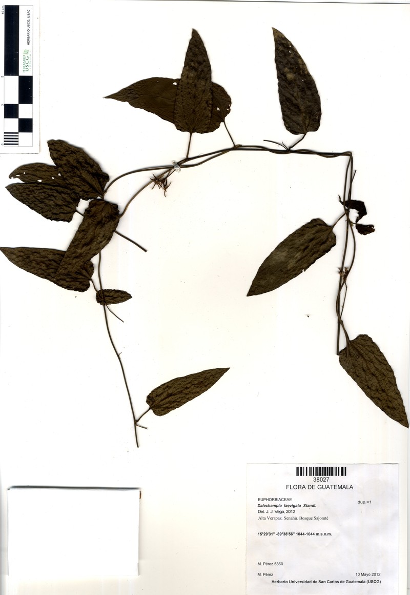 Dalechampia laevigata