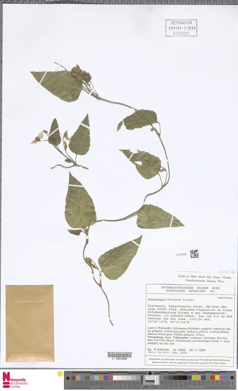 Dalechampia laevigata photo 3