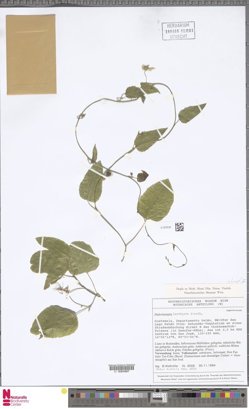 Dalechampia laevigata photo 4
