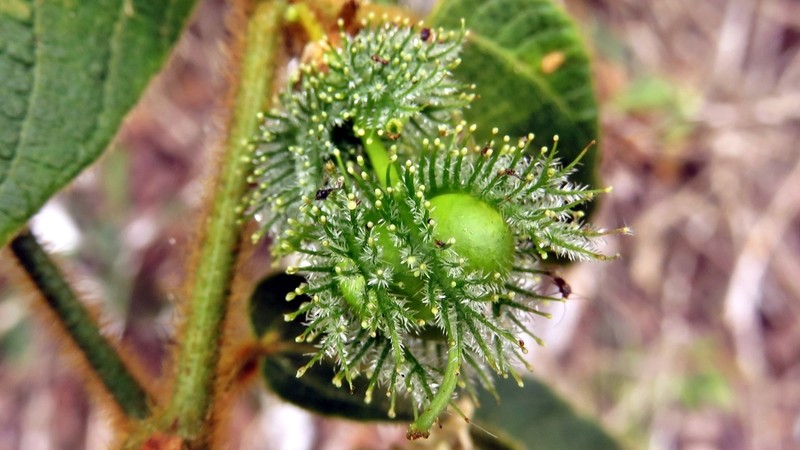 Dalechampia leandrii