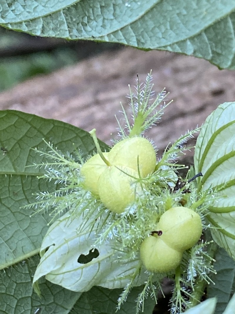 Dalechampia leandrii photo 2