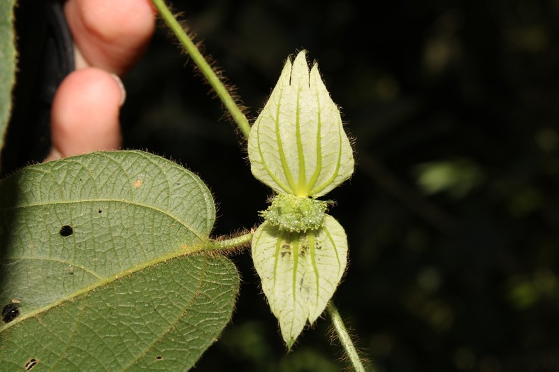 Dalechampia leandrii photo 3