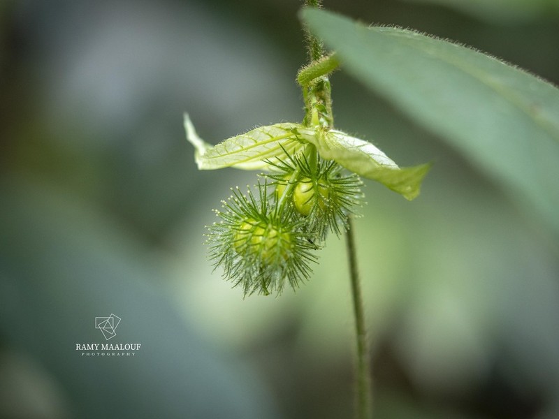 Dalechampia leandrii photo 4