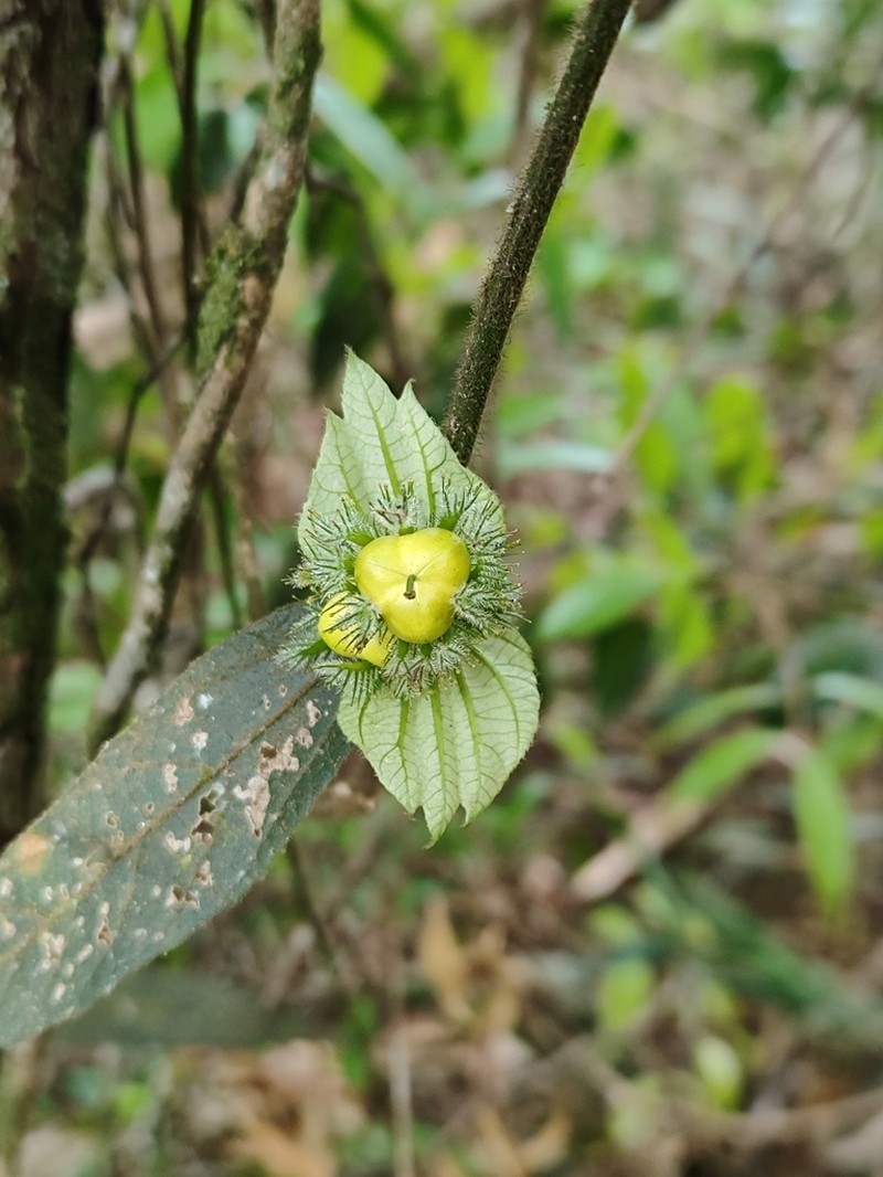 Dalechampia leandrii photo 5