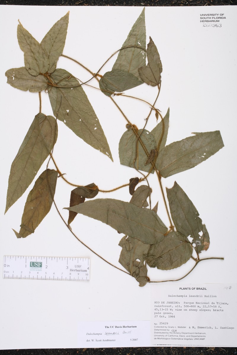 Dalechampia leandrii photo 8