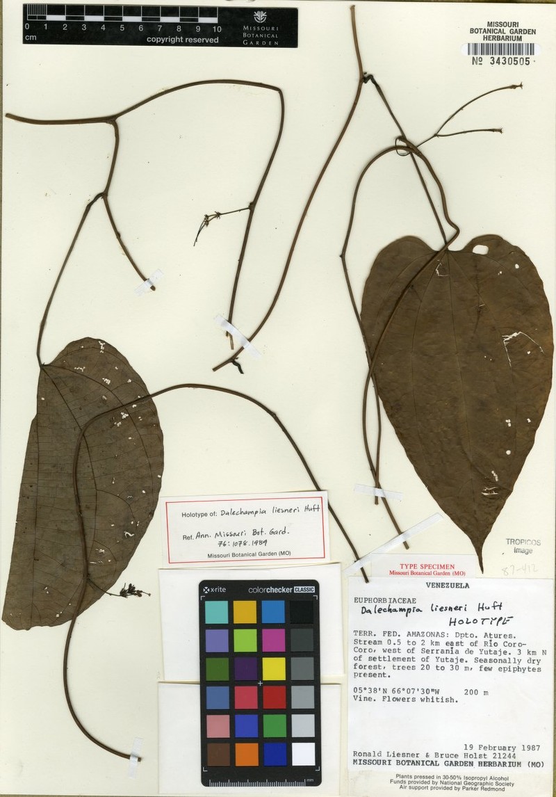 Dalechampia liesneri