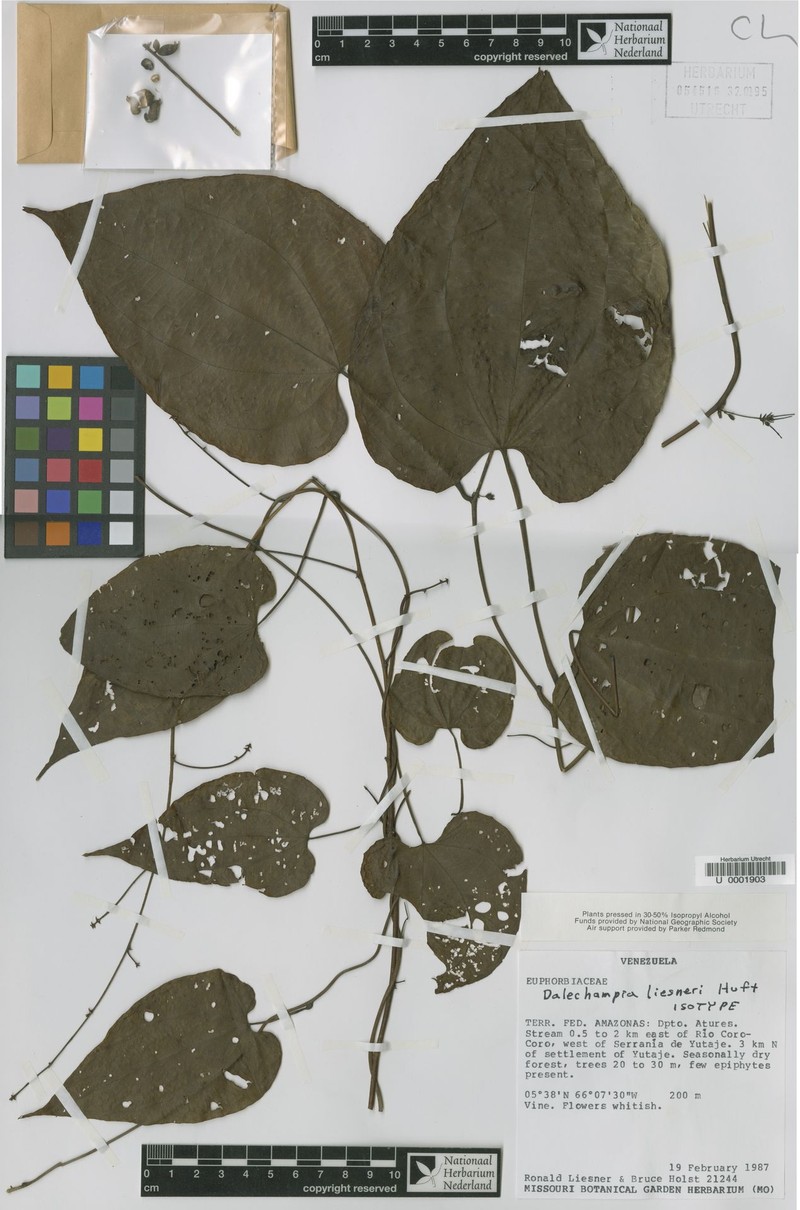Dalechampia liesneri photo 2