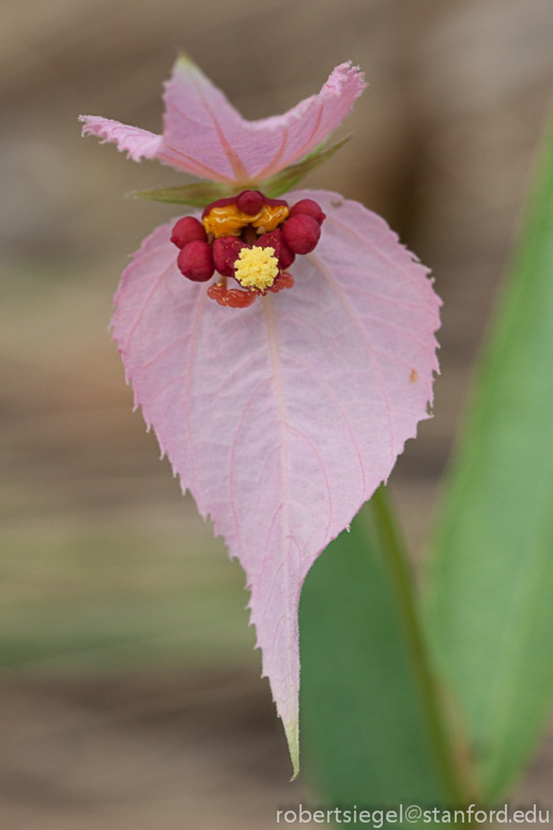 Dalechampia linearis