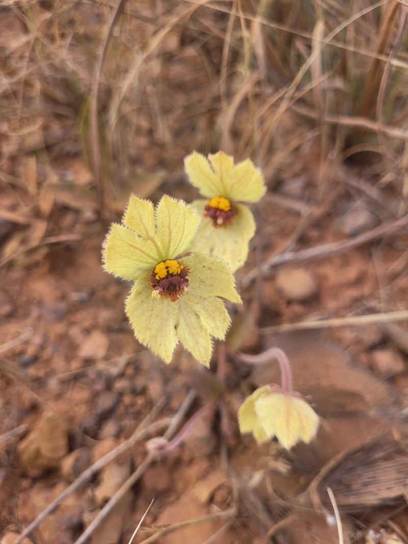 Dalechampia linearis photo 2