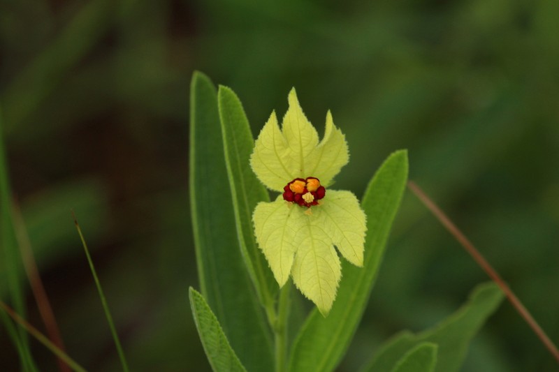 Dalechampia linearis photo 3