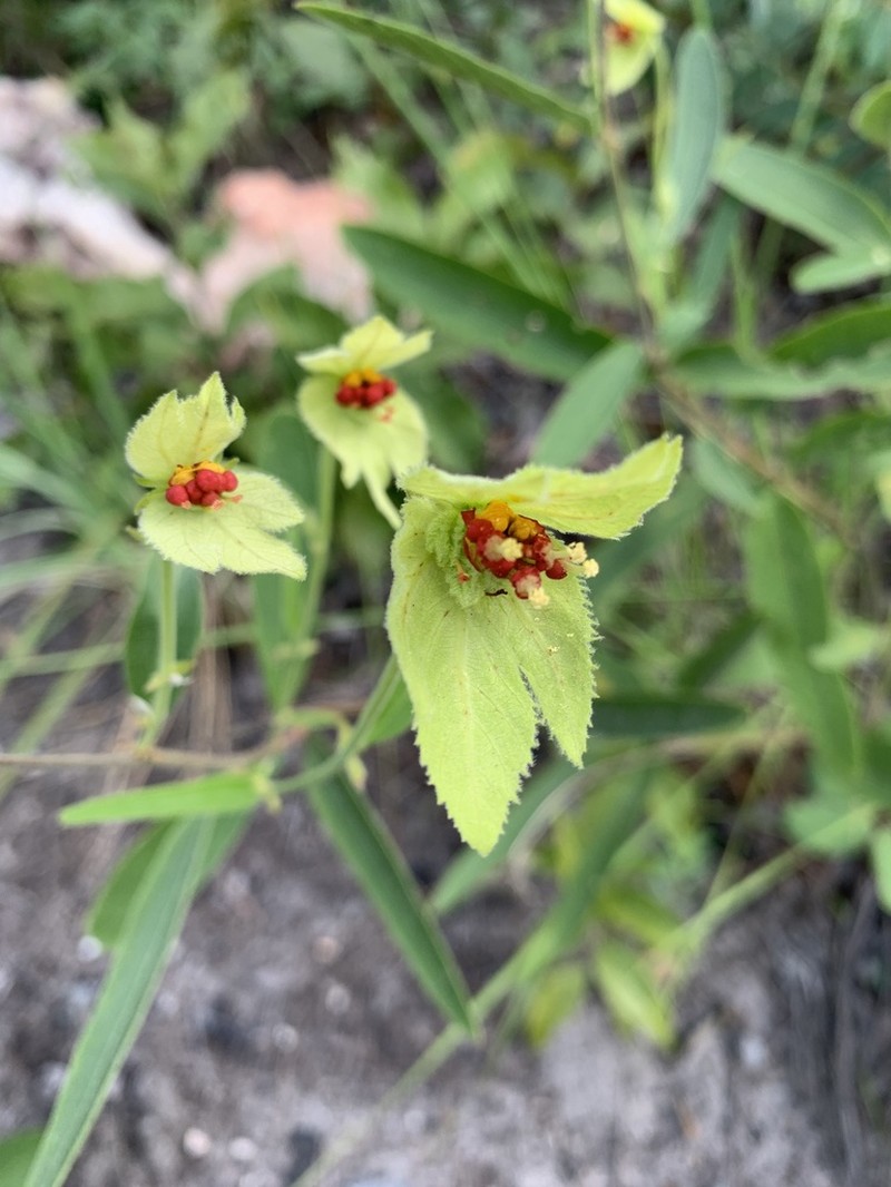 Dalechampia linearis photo 4