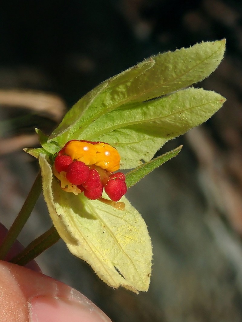 Dalechampia linearis photo 5