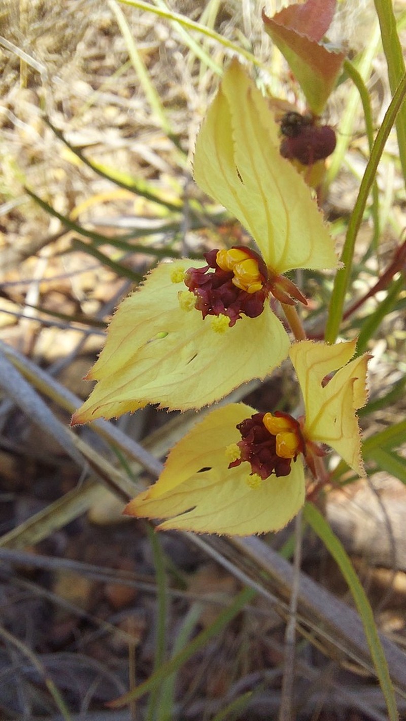 Dalechampia linearis photo 6