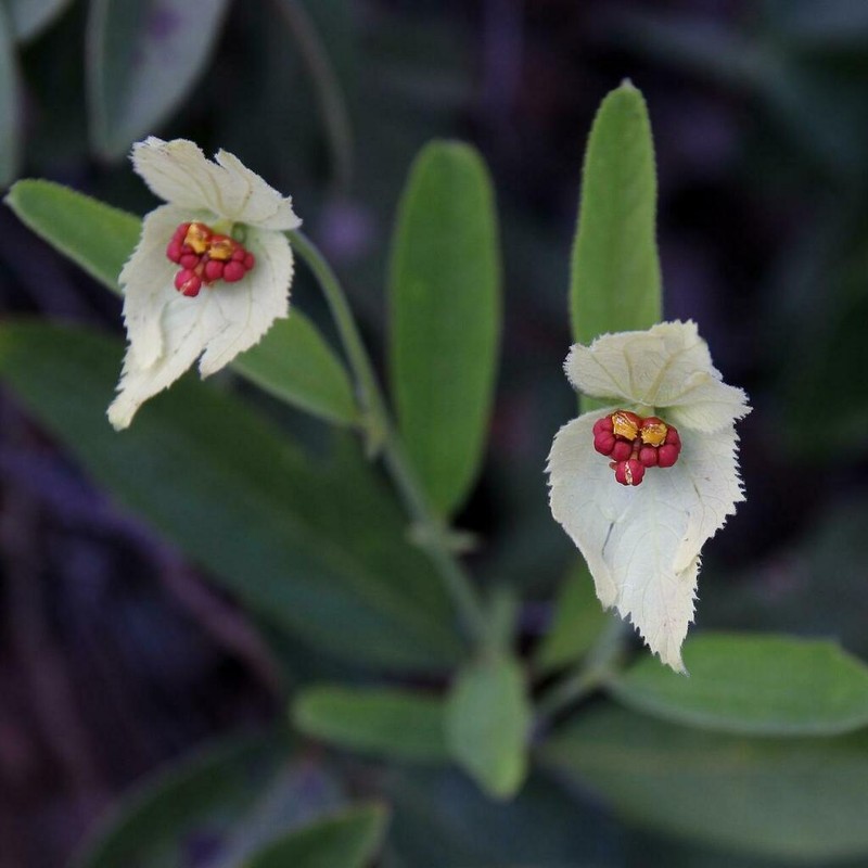 Dalechampia linearis photo 7