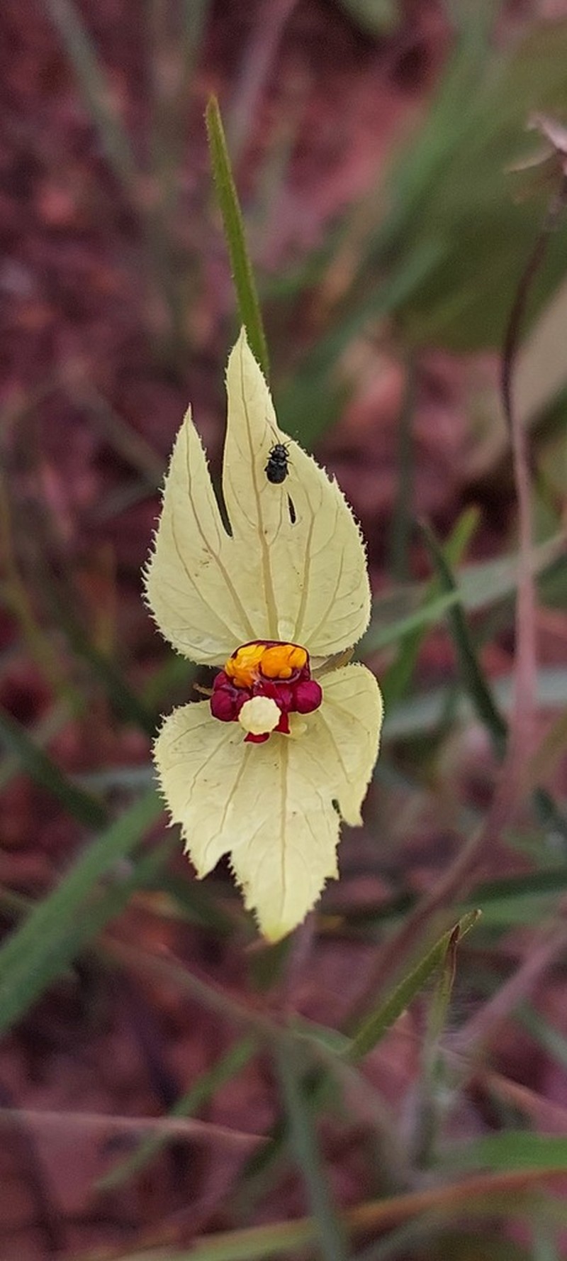 Dalechampia linearis photo 8