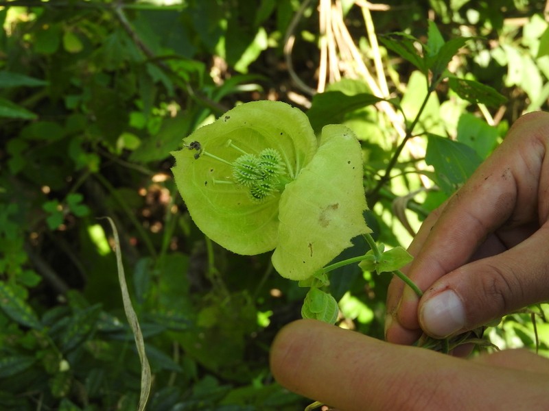 Dalechampia magnistipulata