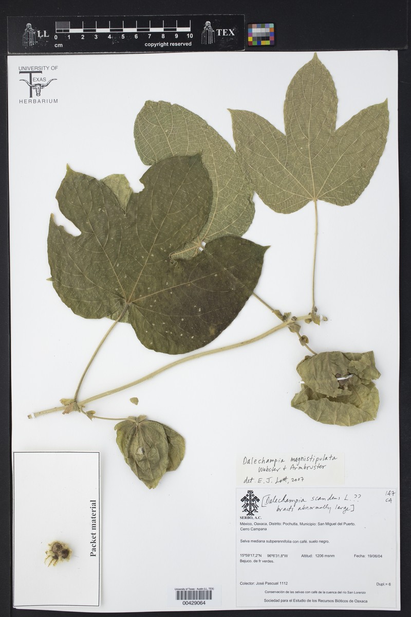 Dalechampia magnistipulata photo 2