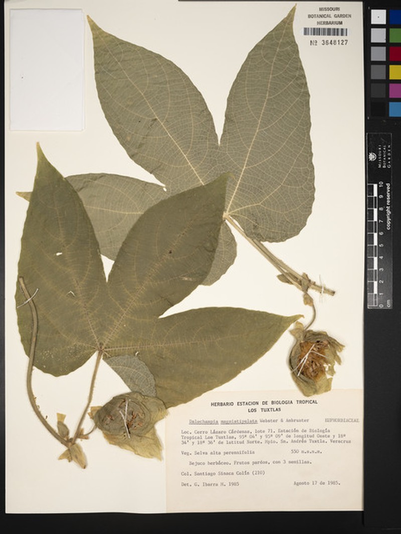 Dalechampia magnistipulata photo 3