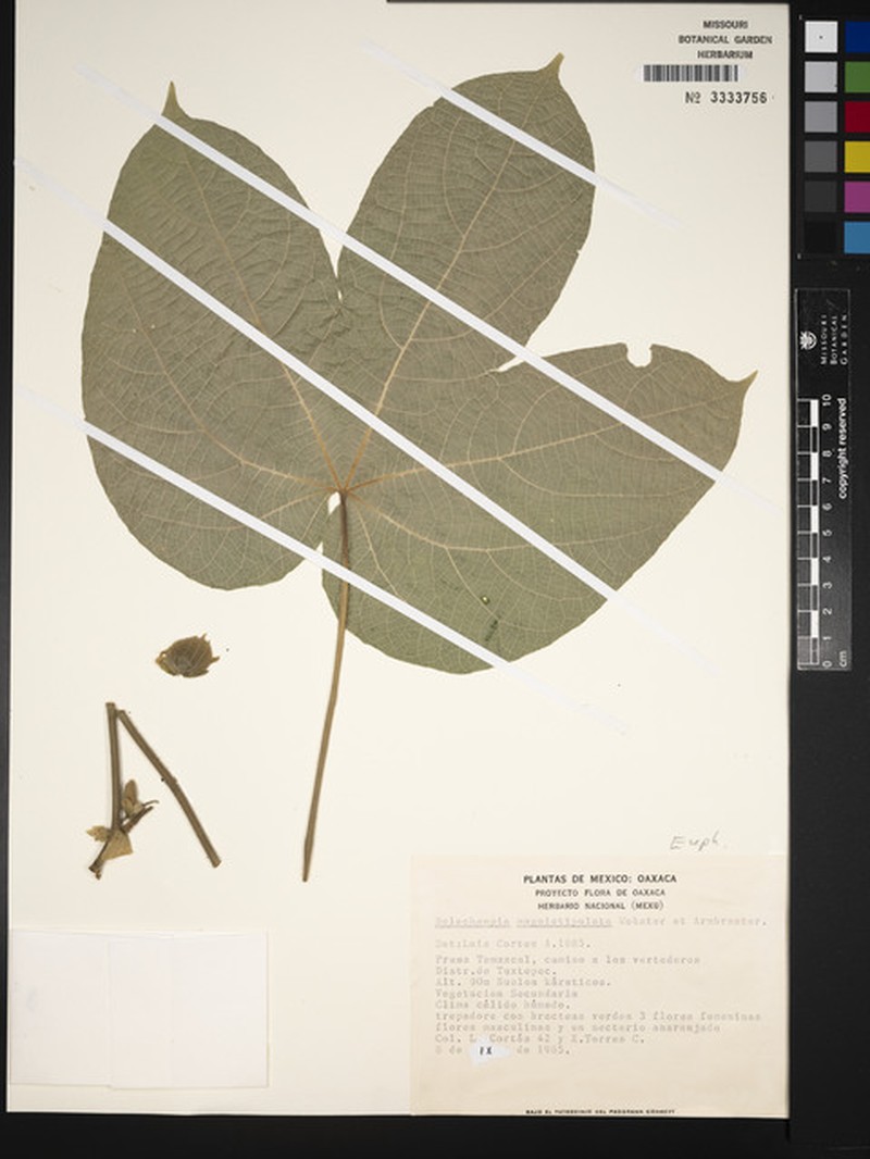 Dalechampia magnistipulata photo 4