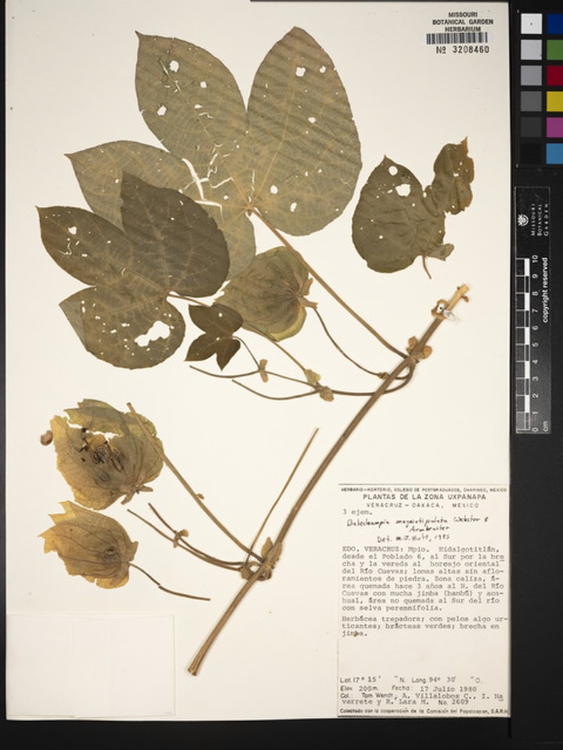 Dalechampia magnistipulata photo 5