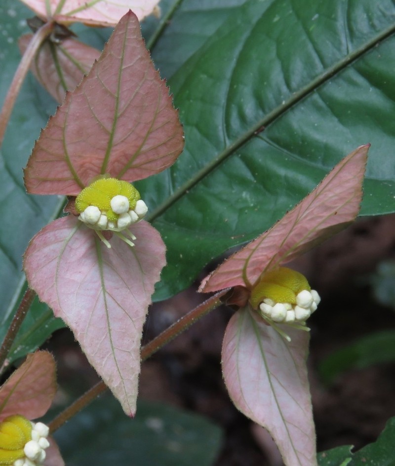 Dalechampia magnoliifolia
