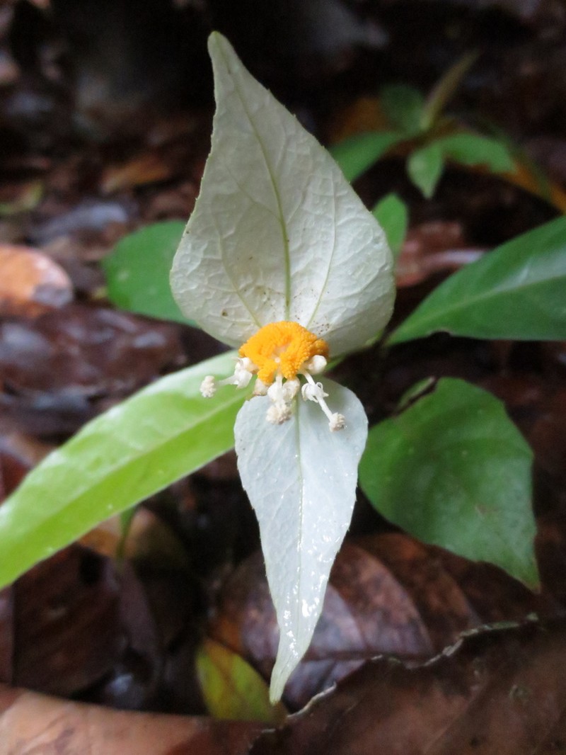 Dalechampia magnoliifolia photo 2