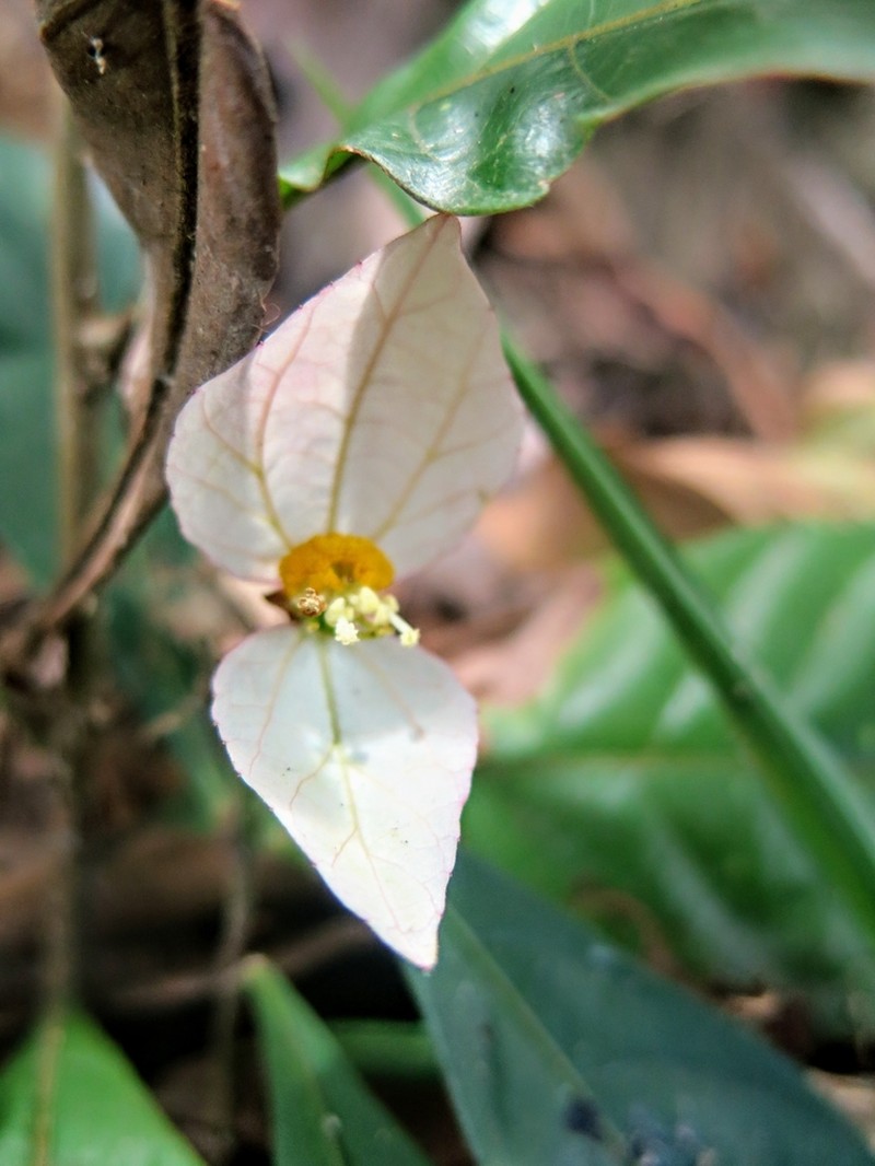 Dalechampia magnoliifolia photo 3