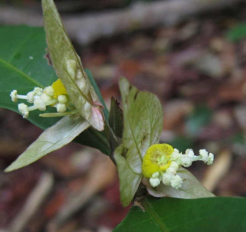 Dalechampia magnoliifolia photo 4