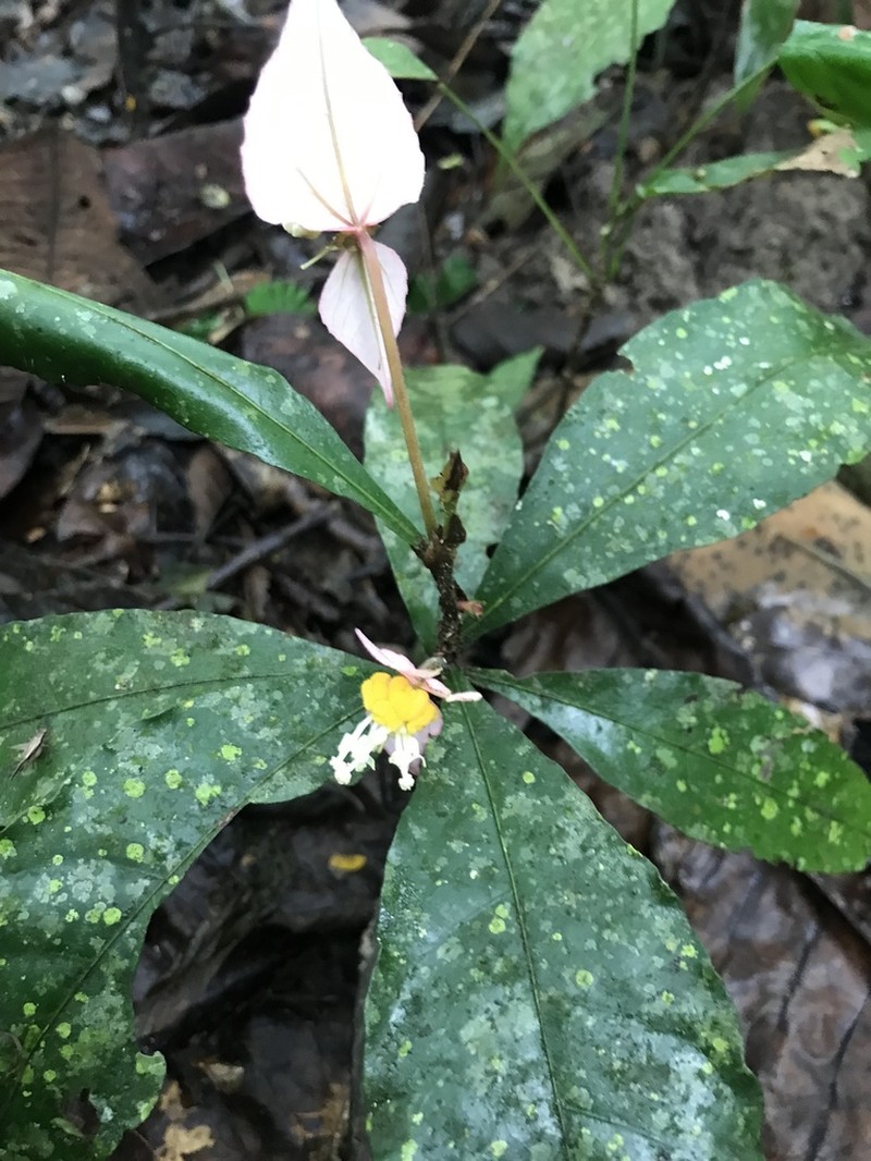 Dalechampia magnoliifolia photo 5