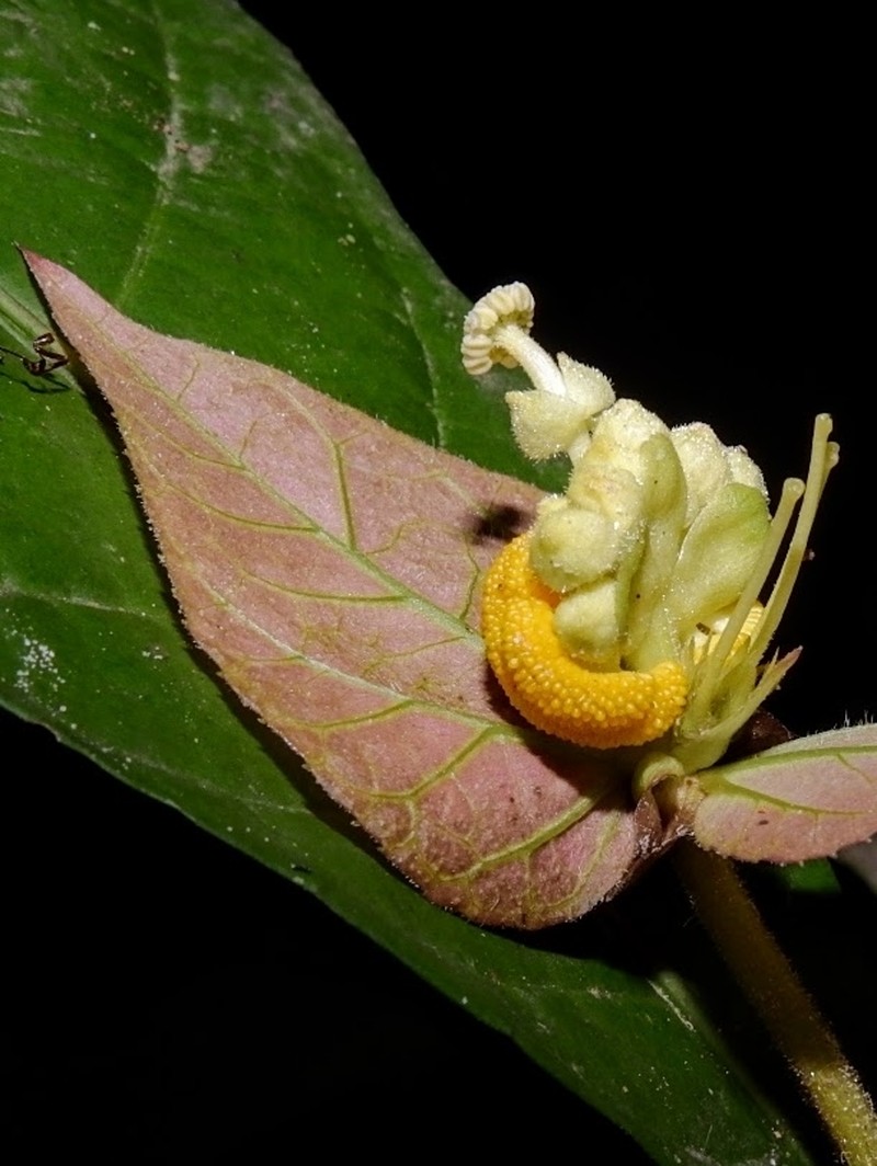 Dalechampia magnoliifolia photo 6