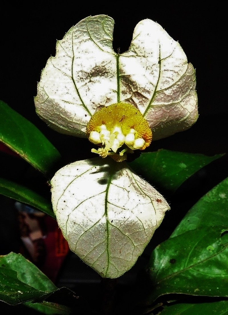 Dalechampia magnoliifolia photo 7